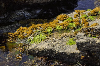Seaweed: Osmundea-pinnatifida