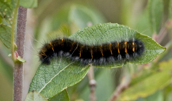 fox moth caterpillar