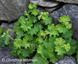 Lady's Mantle