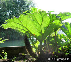 Giant Rhubarb