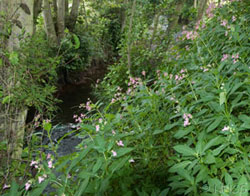 Himalayan Balsam