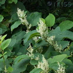 Japanese Knotweed