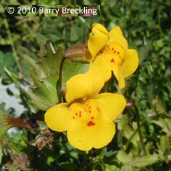 monkeyflower