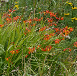 Montbretia