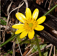 lesser celandine