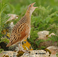 corncrake