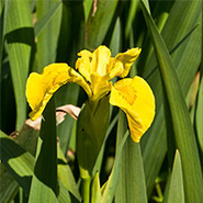 yellow flag iris