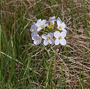 cuckoo flower