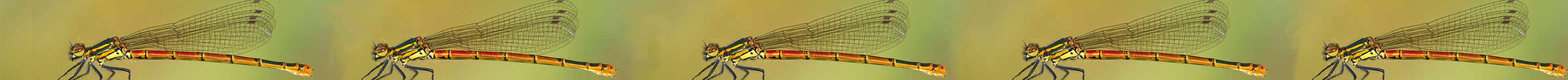 large red damselfly