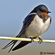 swallow