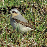 wheatear