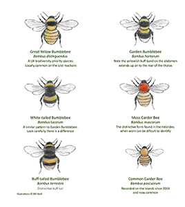 OHBR bumblebee leaflet