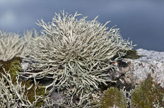 Lichen: Ramalina subfarinacea