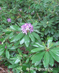 Rhododendron